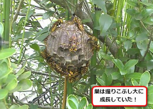 キアシナガバチの巣駆除