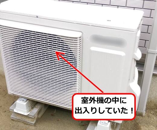 4月17日アシナガバチ