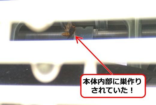 アシナガバチ女王蜂