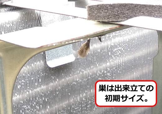 アシナガバチ巣初期