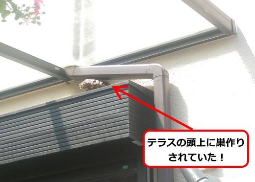 8月17日アシナガバチ