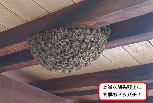 小さいハチ群がり
