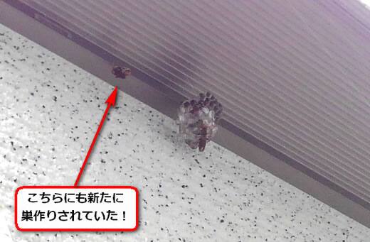アシナガバチ巣出窓