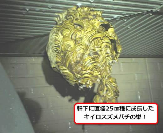 スズメバチ駆除軒下
