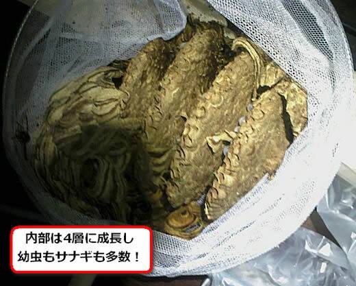 キイロスズメバチの巣