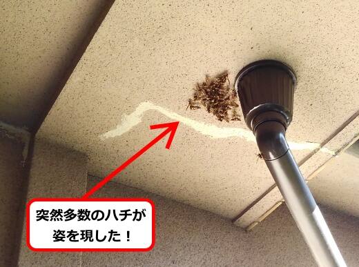 天井多数ハチ