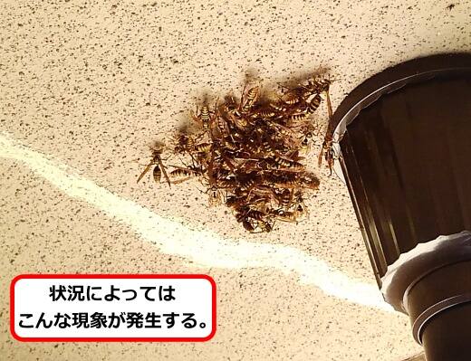 巣無しアシナガバチ