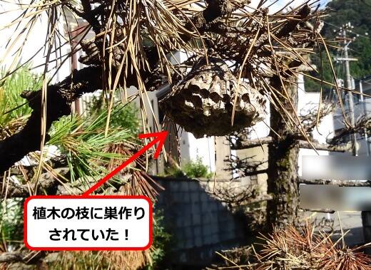 植木枝蜂の巣