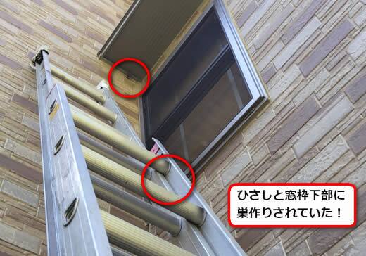 アシナガバチ駆除高所窓