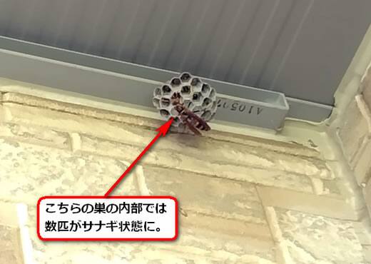 セグロアシナガバチの巣駆除