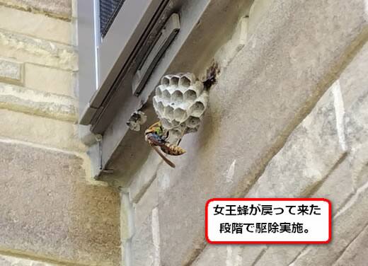 セグロアシナガバチの巣駆除