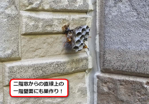 アシナガバチ駆除壁面