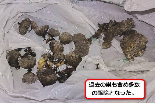 セグロアシナガバチの巣駆除多数