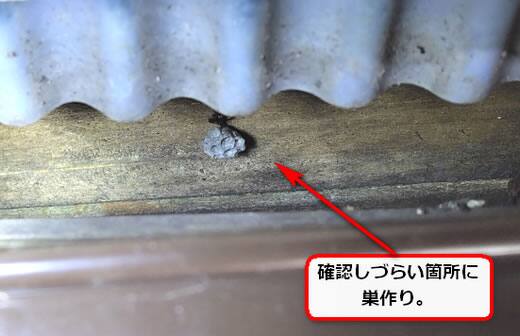 ガレージアシナガバチ巣