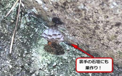 石垣蜂の巣