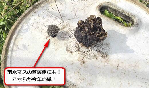 雨水桝蜂の巣