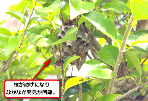 植木枝蜂の巣