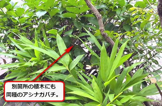 植木内部蜂の巣