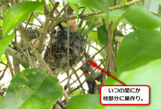 植木アシナガバチ巣