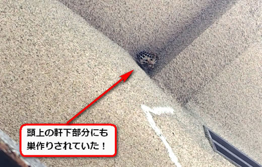 軒下アシナガバチ巣