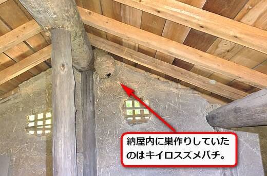 9月29日スズメバチ
