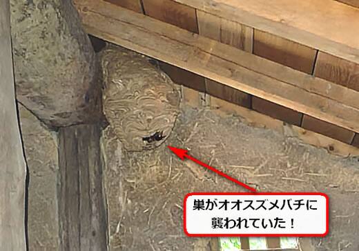オオスズメバチ襲撃