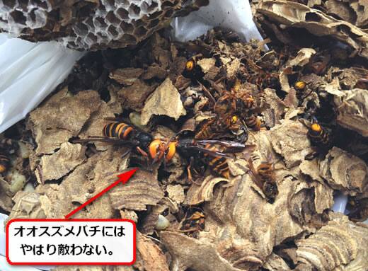 キイロスズメバチ壊滅