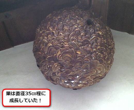 キイロスズメバチの巣駆除