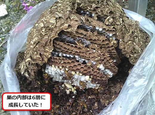 キイロスズメバチの巣内部
