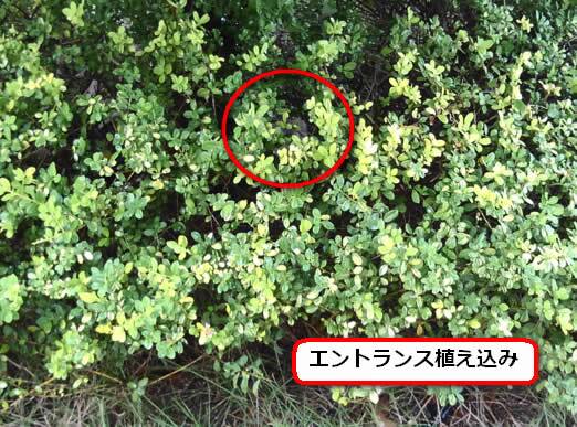 マンションエントランス蜂の巣