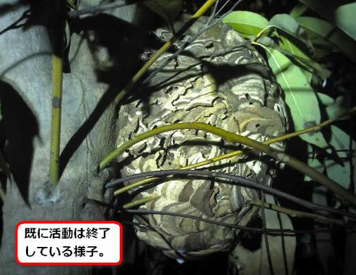 コガタスズメバチの巣駆除