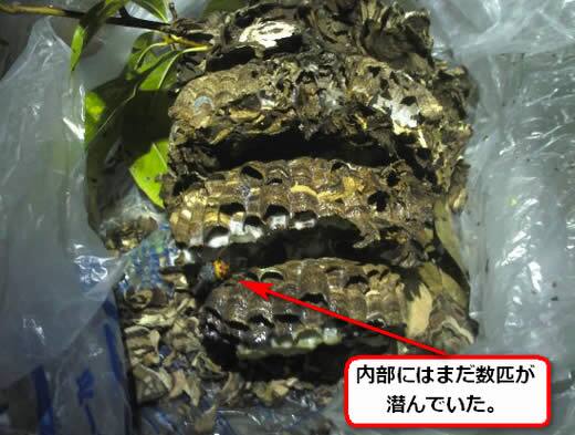 コガタスズメバチの巣内部