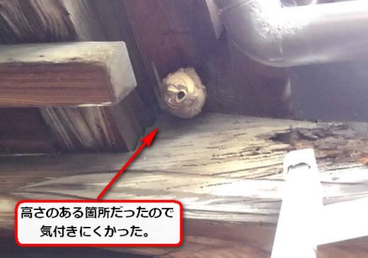 スズメバチ巣本堂軒