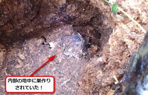 ヒメスズメバチ巣切り株