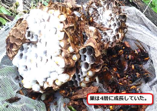 ヒメスズメバチ巣