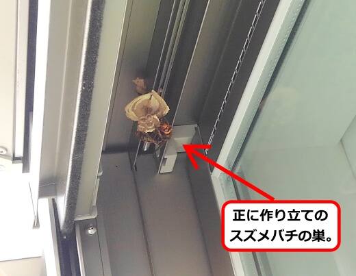 出来立てスズメバチ巣