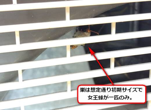 セグロアシナガバチの巣駆除