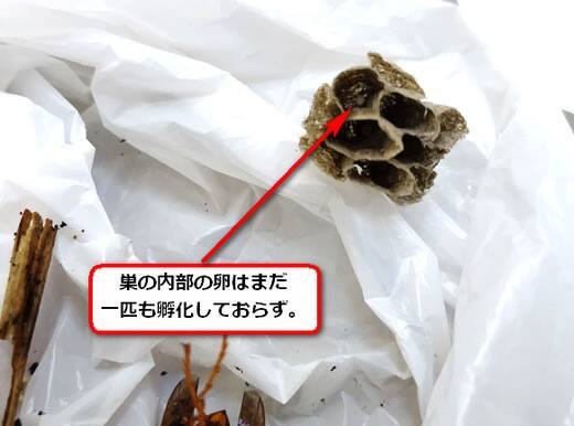 セグロアシナガバチ卵