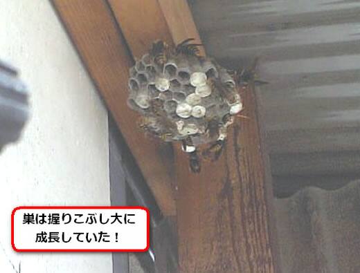 セグロアシナガバチの巣駆除