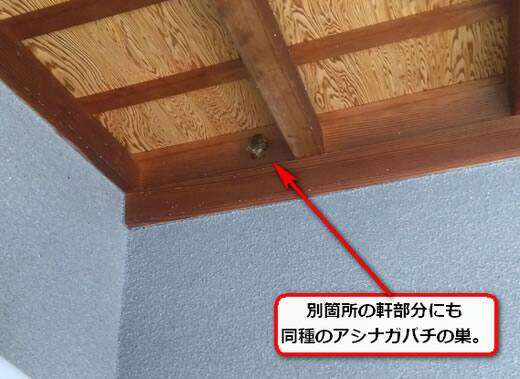玄関先蜂の巣