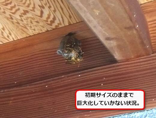 アシナガバチ巣初期