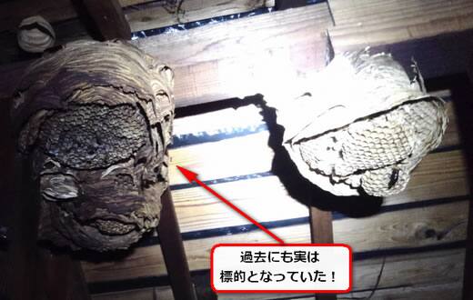 スズメバチ巣屋根裏
