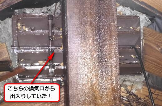 蜂侵入換気口