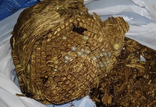 モンスズメバチ巣