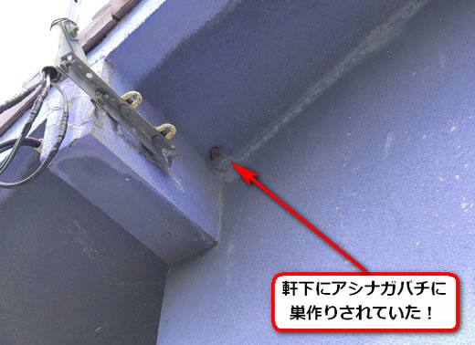 アシナガバチ駆除軒下