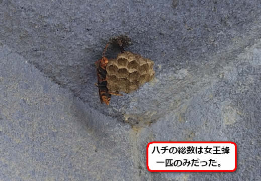 セグロアシナガバチの巣駆除