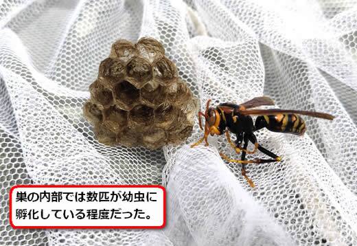 セグロアシナガバチの巣内部