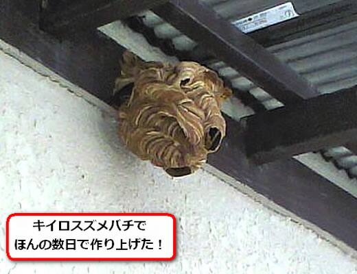 キイロスズメバチの巣駆除