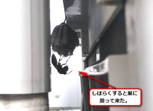 セグロアシナガバチの巣駆除