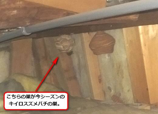 スズメバチ駆除天井裏